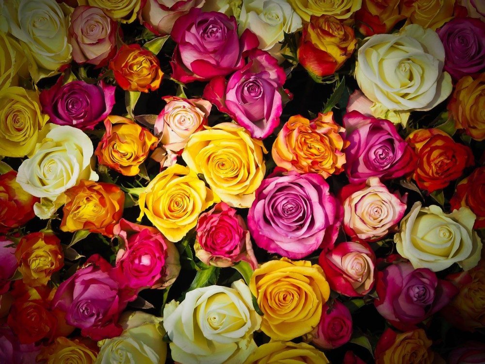 Význam barev růží