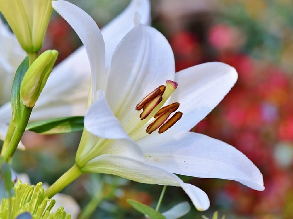 Orientpety, exotické lilie pro vaši zahradu